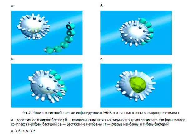 Модель взаимодействия дезинфицирующего PHMB агента с патогенными микроорганизмами